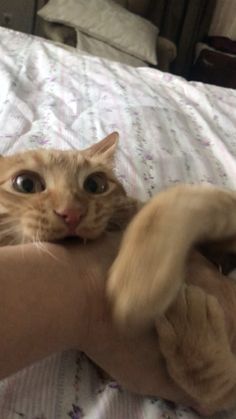 an orange cat laying on top of a person's arm with its paw in the air