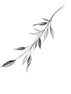 a black and white drawing of a branch with leaves coming out of the top right corner