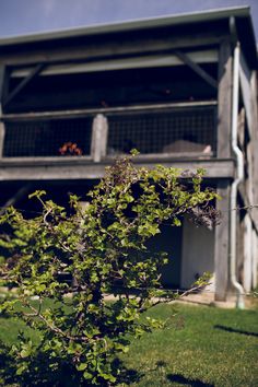 a small tree in front of a building