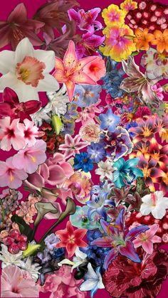 a bunch of colorful flowers on a pink background