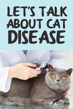 As fur parents, it's inevitable to worry about random things related to our cats, especially when they're susceptible to any cat disease. Cat Diseases, Cat Diet, Cat Care Tips, Cat Quotes, Cat Care, Care Tips, Random Things, Talk About, Disease