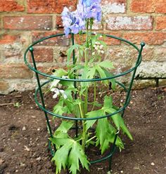 blue flowers are growing in a green planter on the ground next to a brick wall