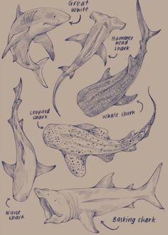 an image of different types of sharks