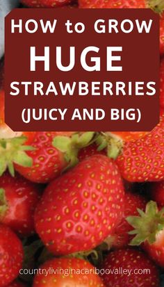 strawberries with the words how to grow huge strawberries juicy and big on top