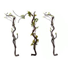 three branches with green leaves on them against a white background