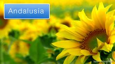 a field full of yellow sunflowers with the word andalausia on it