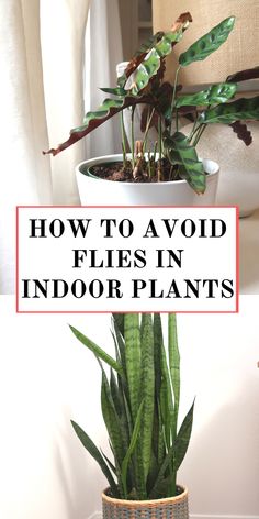 House Plant Decor and Avoiding Flies Plant Flies Indoor, Bugs On Indoor Plants, Bug Spray For Indoor Plants, How To Debug Plants To Bring Indoors, Low Maintenance Indoor Plants Clean Air, Indoor Plants That Don’t Need Sunlight, Indoor Plants Clean Air, Low Maintenance Indoor Plants, Low Light House Plants