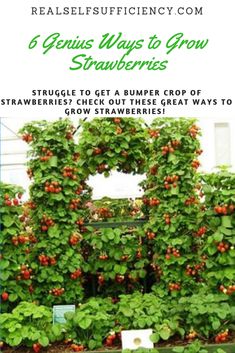 an image of strawberry plants growing in the garden with text overlay reading 6 genius ways to grow strawberries