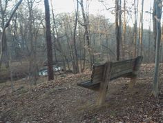 a wooden bench sitting in the middle of a forest filled with lots of leaf covered ground