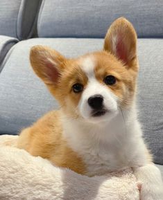 a small brown and white dog laying on top of a couch