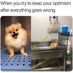 a dog standing on top of a metal sink next to another photo with the caption, when you try to keep your optimismm after everything goes wrong