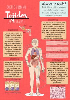 the human body is shown in spanish and has many different types of organs, including stomachs