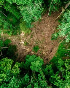 an aerial view of the forest with lots of trees and dirt in the foreground