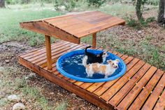 a small dog standing in a blue water bowl on a wooden platform near some trees