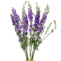 purple flowers in a green vase on a white background