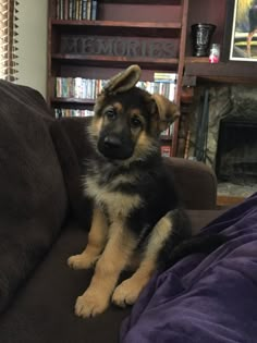 a dog sitting on top of a couch next to a book shelf