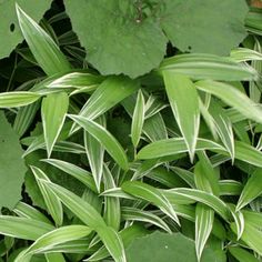 a close up of a plant with green leaves