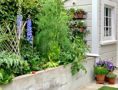 an outdoor garden with various plants and flowers