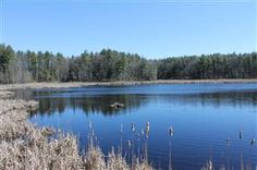 a lake surrounded by tall grass and trees