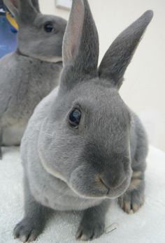 two gray rabbits sitting next to each other on top of a white surface with one rabbit looking at the camera