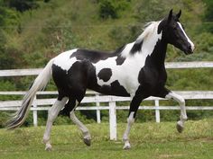 a black and white horse is galloping in the grass