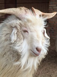 a white goat with long hair standing in front of a brick wall and fenced area