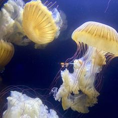 several yellow and white jellyfish swimming in an aquarium