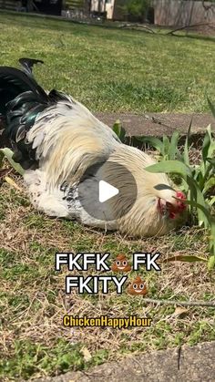 Chicken Happy Hour on Instagram: "Frankie’s PSA Song for Monday 🫠

#chickens #funnyreels #rooster #chickensofinstagram #chickenhappyhour" Songs