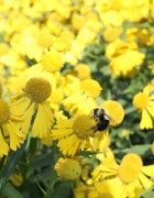 a bee is sitting on a yellow flower in the middle of a field full of dandelions