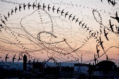 many birds are flying in the sky at sunset or dawn, with buildings in the background