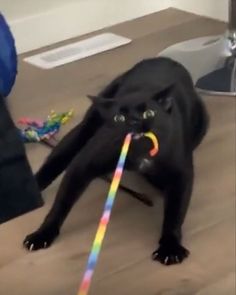 Gummy Worm, Funny Looking Cats, Hate Cats, Silly Cats Pictures, A Black Cat, Silly Animals, Funny Cute Cats, Pusheen