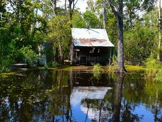 an old shack sits in the middle of a swampy area with trees surrounding it