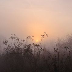 the sun is setting in the foggy sky over some trees and bushes with tall grass