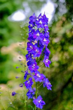 purple flowers are blooming in the forest