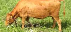 a brown cow eating grass in a field