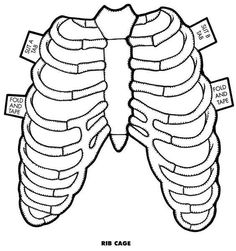 the rib cage is shown in black and white, with labels on it to indicate how many