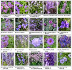 many different types of wildflowers are shown in this image, including blue and purple flowers