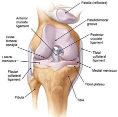 Anatomy Of The Knee, Punkty Spustowe, Joints Anatomy, Physical Therapist Assistant, Physical Therapy Assistant, Knee Replacement Surgery, Cabinet Medical