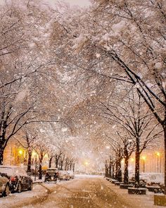 a snowy street lined with parked cars and trees covered in snow, at night time