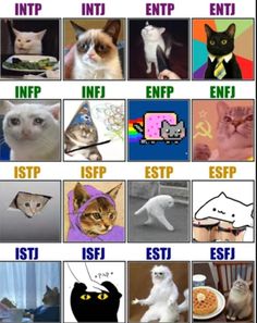 Mbti Dating, Meme Cats, Personalidad Enfp, 16 Personality Types, The 16 Personality Types, Istp Personality, Mbti Test, Meme Cat