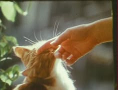 a person petting a cat on the nose