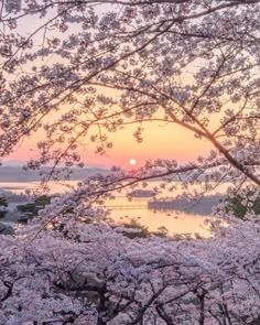 the sun is setting behind cherry blossom trees