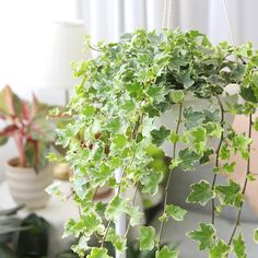 a plant with green leaves hanging from it's sides in a room next to other plants