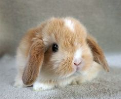 Mini Lop, Baby Animals Pictures