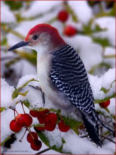 a bird sitting on top of a branch covered in snow and red berry bushes with green leaves