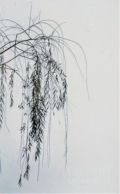 the branches of a tree in front of a white wall are covered with snow and frost