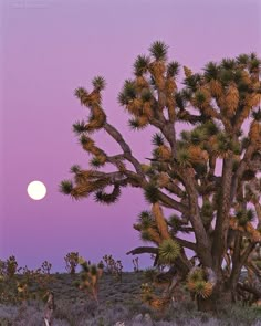 a full moon is seen behind a joshua tree in the desert, with purple skies