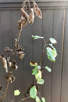 a plant with lots of leaves on it in front of a fence and wooden wall