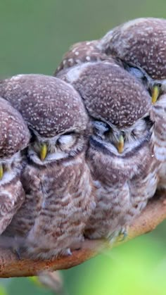 five owls are sitting on a branch with their eyes closed and one is looking at the camera