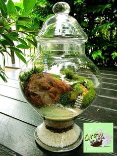 a fish bowl filled with moss and rocks on top of a wooden table next to a potted plant